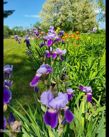 a view of a park with a tree in a yard