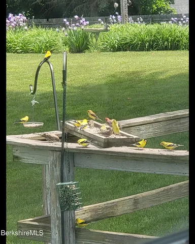 a view of a flower in a yard