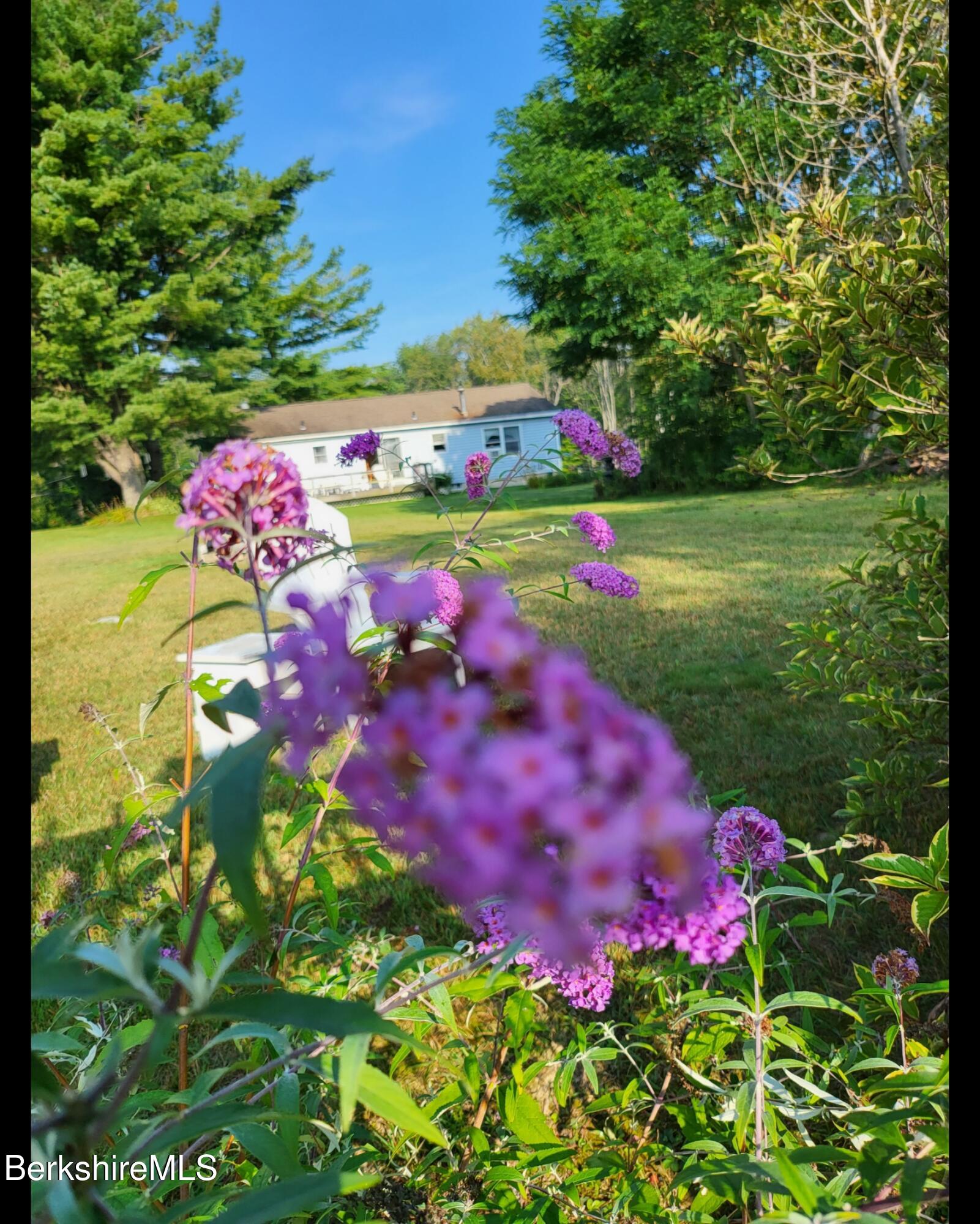 8 Samson Avenue Pittsfield, MA 01201 - Photo 53 of 55 a view of a flower in a yard