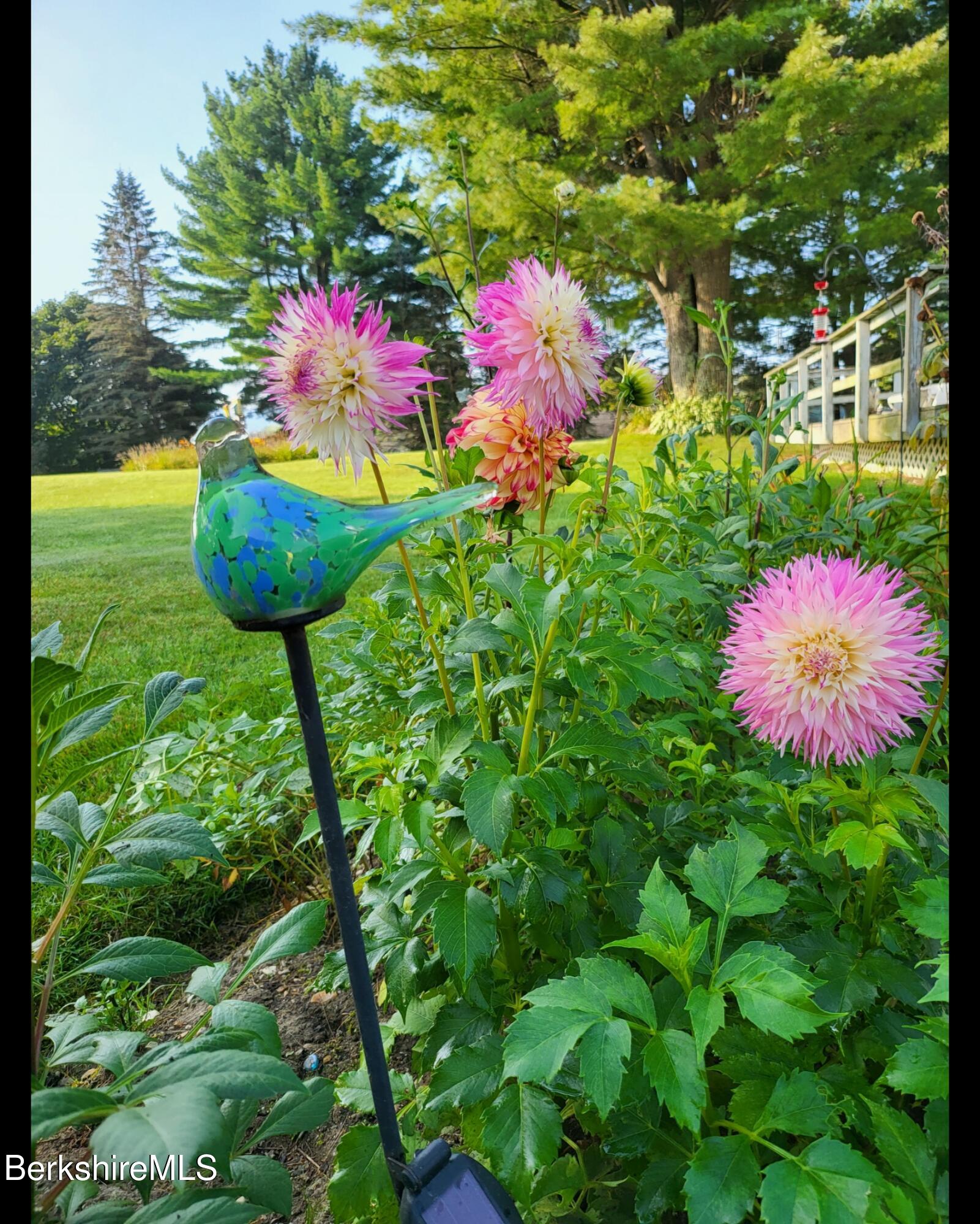 8 Samson Avenue Pittsfield, MA 01201 - Photo 54 of 55 a view of a flower in a garden
