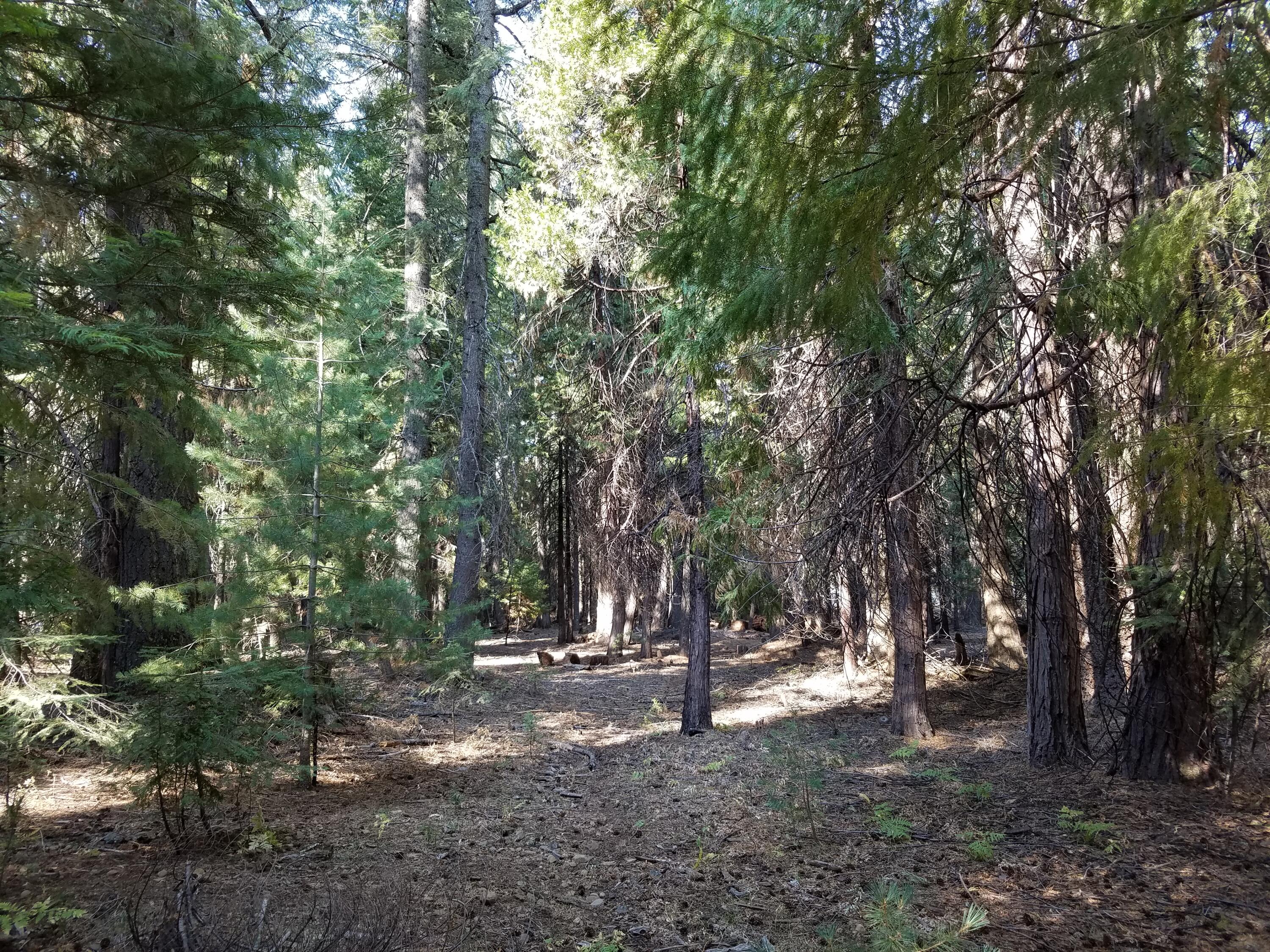 Lot 20 Thatcher Mill Road Shingletown, CA 96088 - Photo 1 of 11 a view of tree