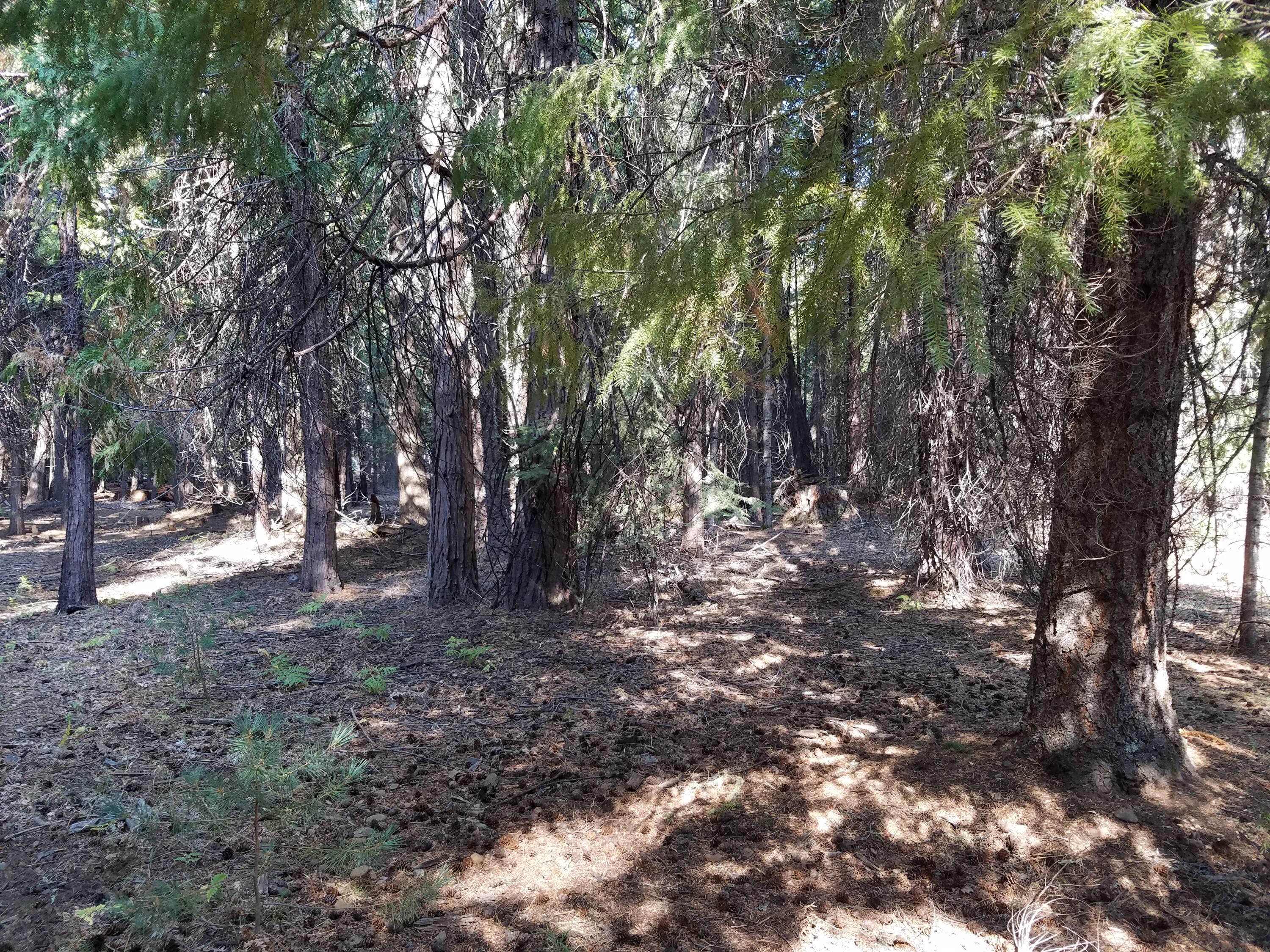 Lot 20 Thatcher Mill Road Shingletown, CA 96088 - Photo 4 of 11 a view of outdoor space and trees