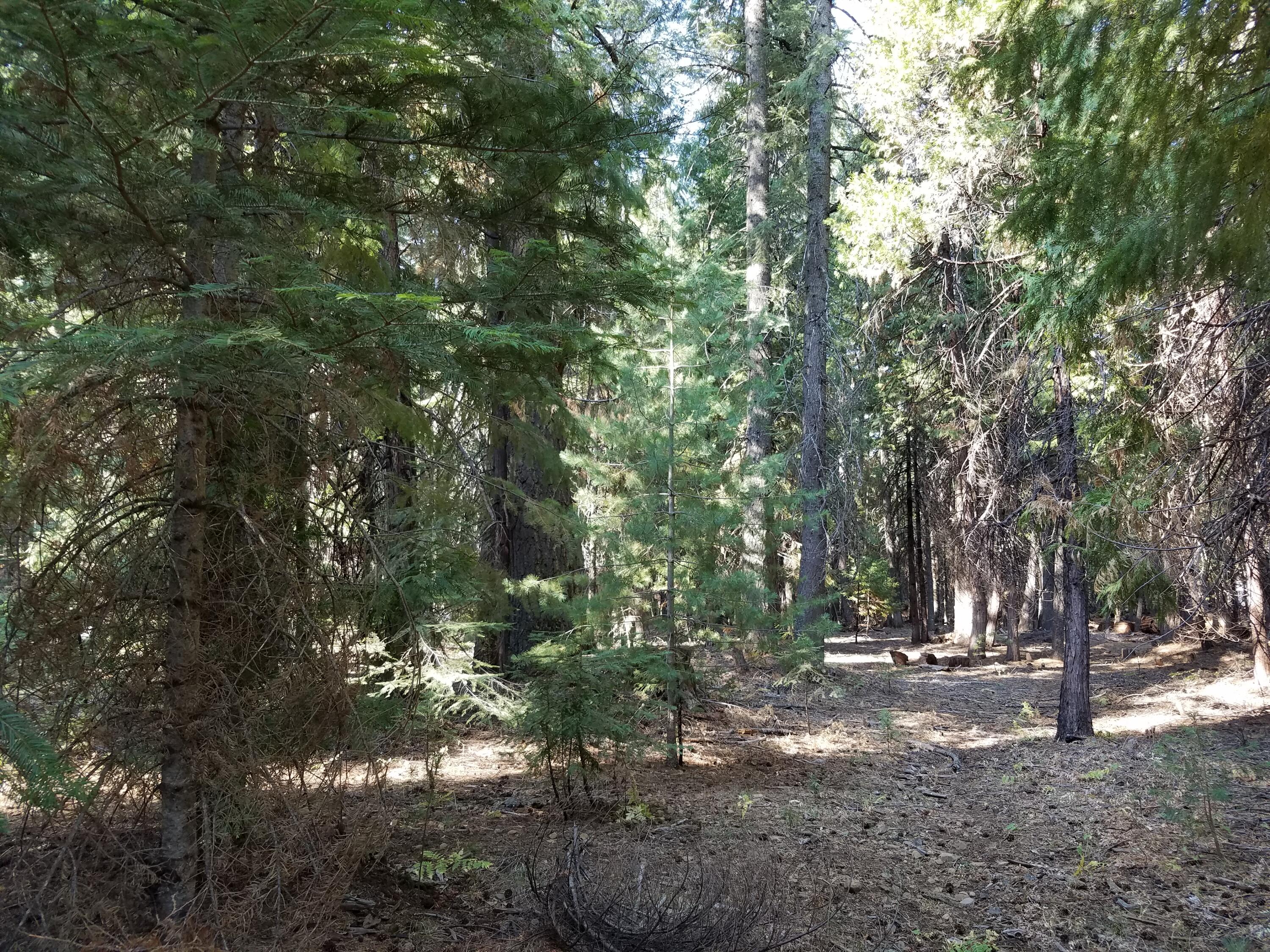 Lot 20 Thatcher Mill Road Shingletown, CA 96088 - Photo 5 of 11 a view of tree
