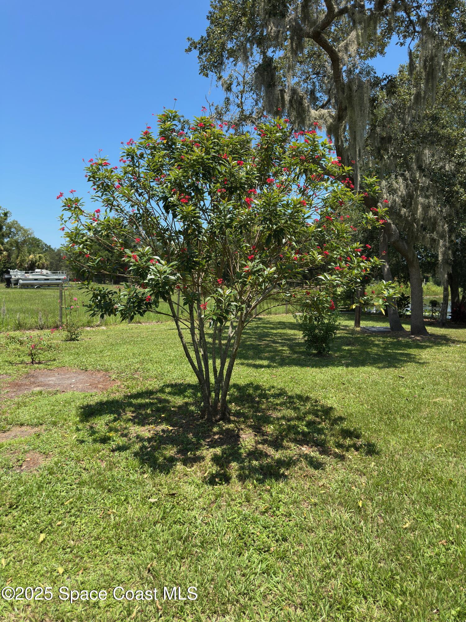 3931 U.S. Rte 1 Mims, FL 32754 - Photo 39 of 46 Jathropha Tree