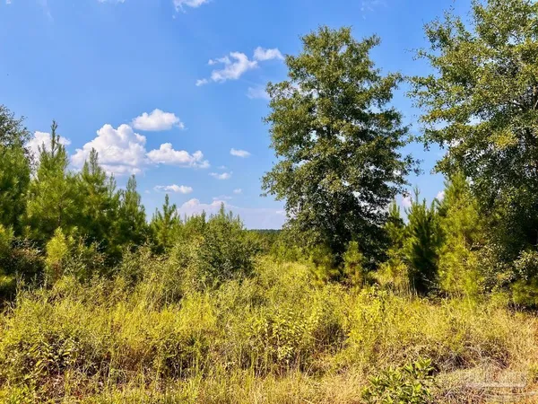 a view of a bunch of trees