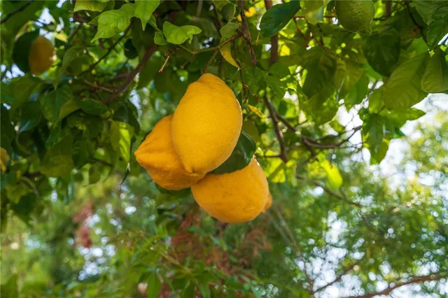 $2,599,998 | 2141 Palermo, Tustin, CA 92782