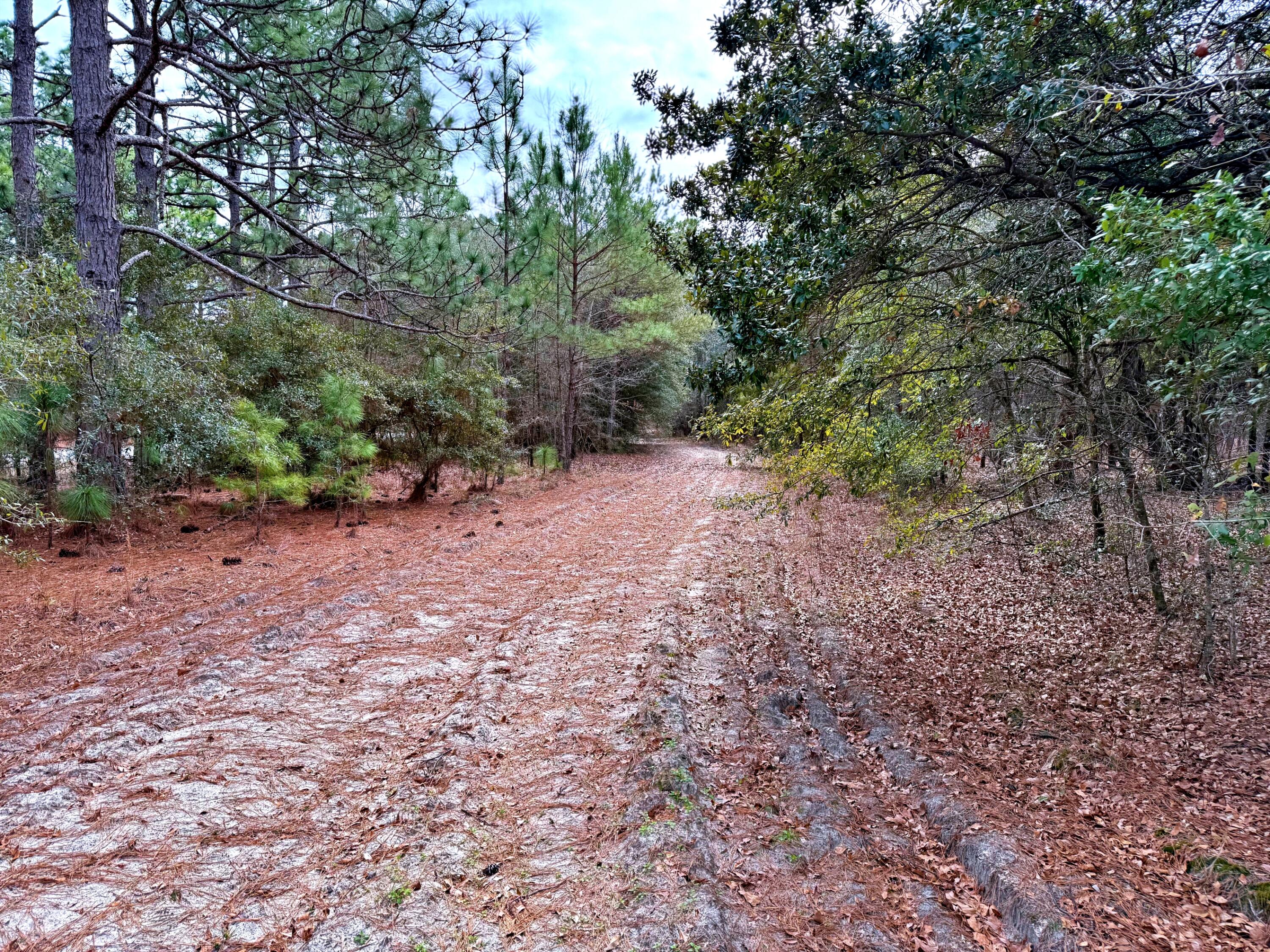2400 River Road Greeleyville, SC 29056 - Photo 6 of 13