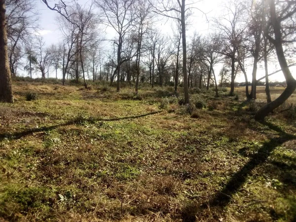 a view of yard with trees