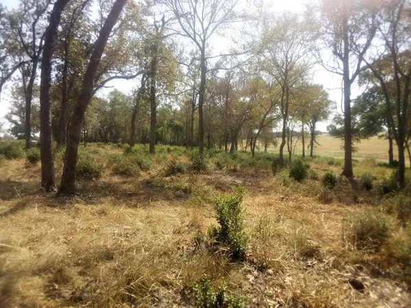 a view of backyard with green space