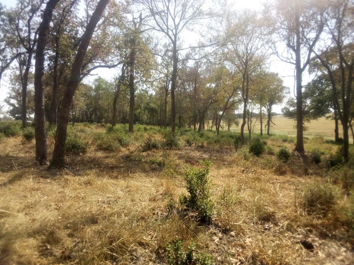 7 Tbd Prairie Centerville, TX 75833 - Photo 13 of 18 a view of backyard with green space