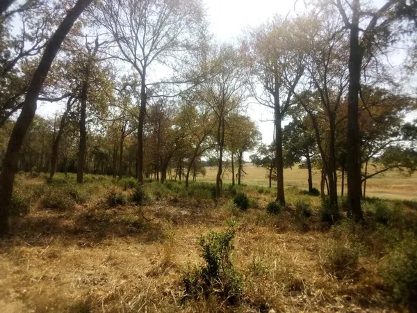 a view of backyard with green space