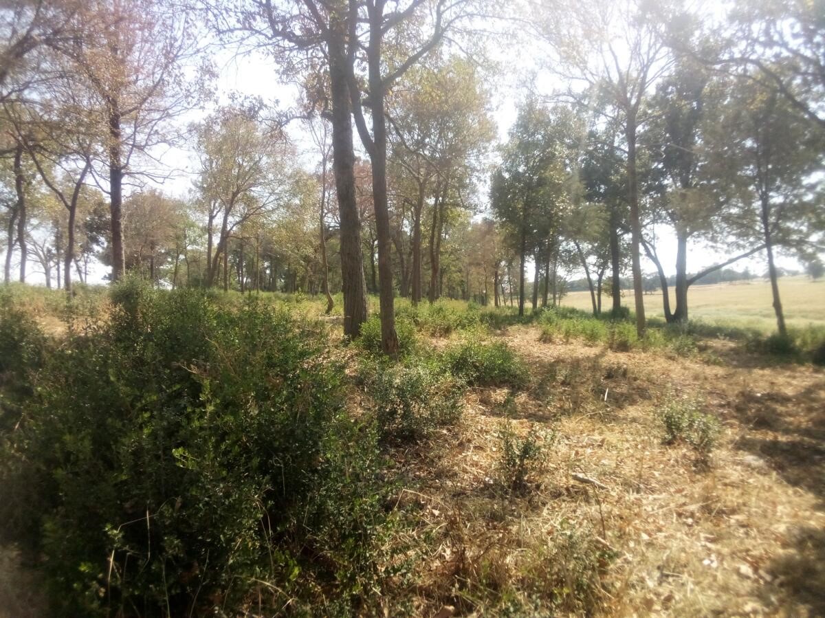 7 Tbd Prairie Centerville, TX 75833 - Photo 15 of 18 a view of a yard with a tree