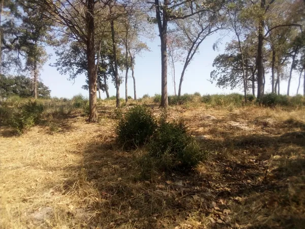 a view of a yard with large trees