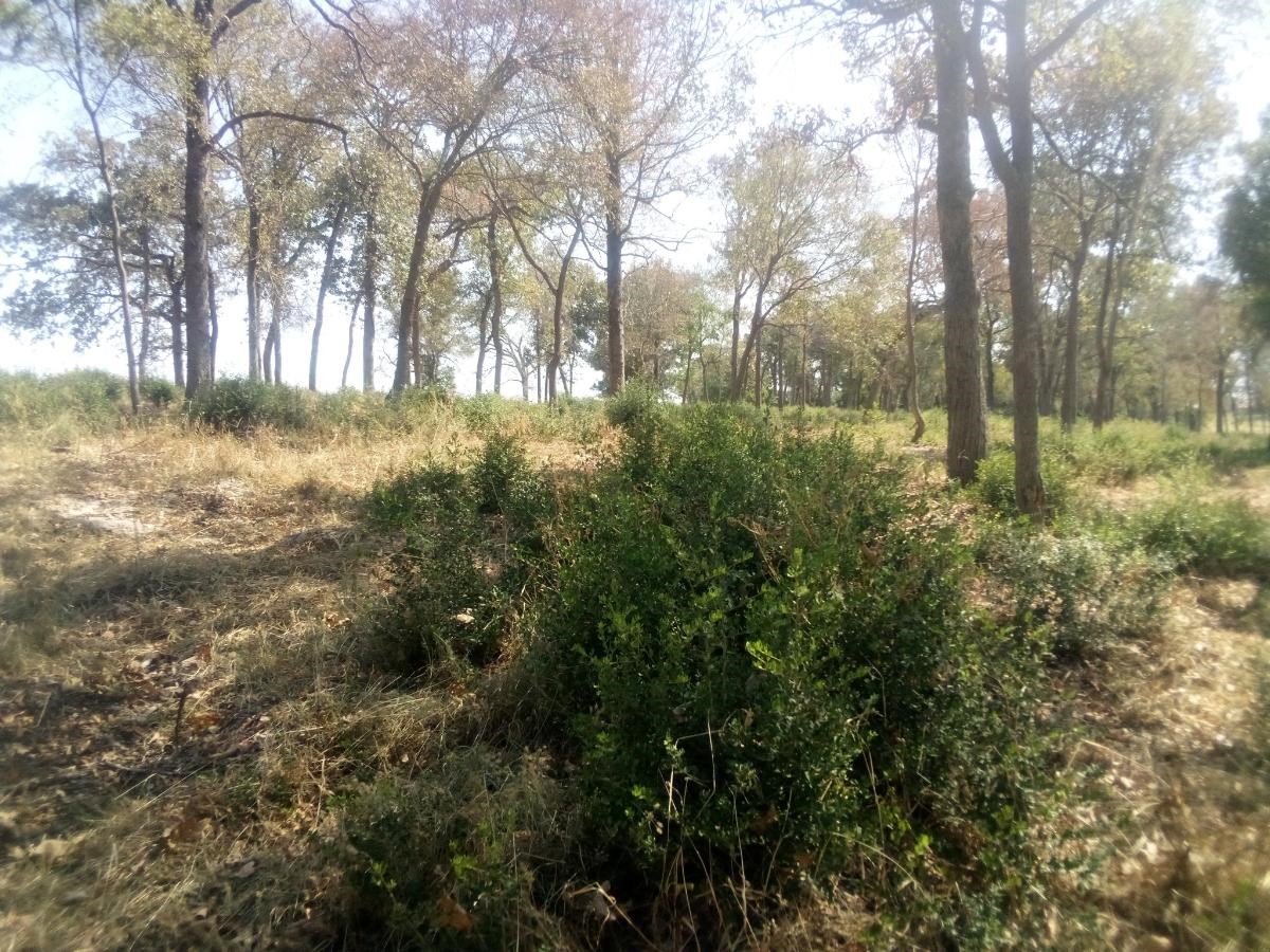 7 Tbd Prairie Centerville, TX 75833 - Photo 17 of 18 a view of a yard with large trees