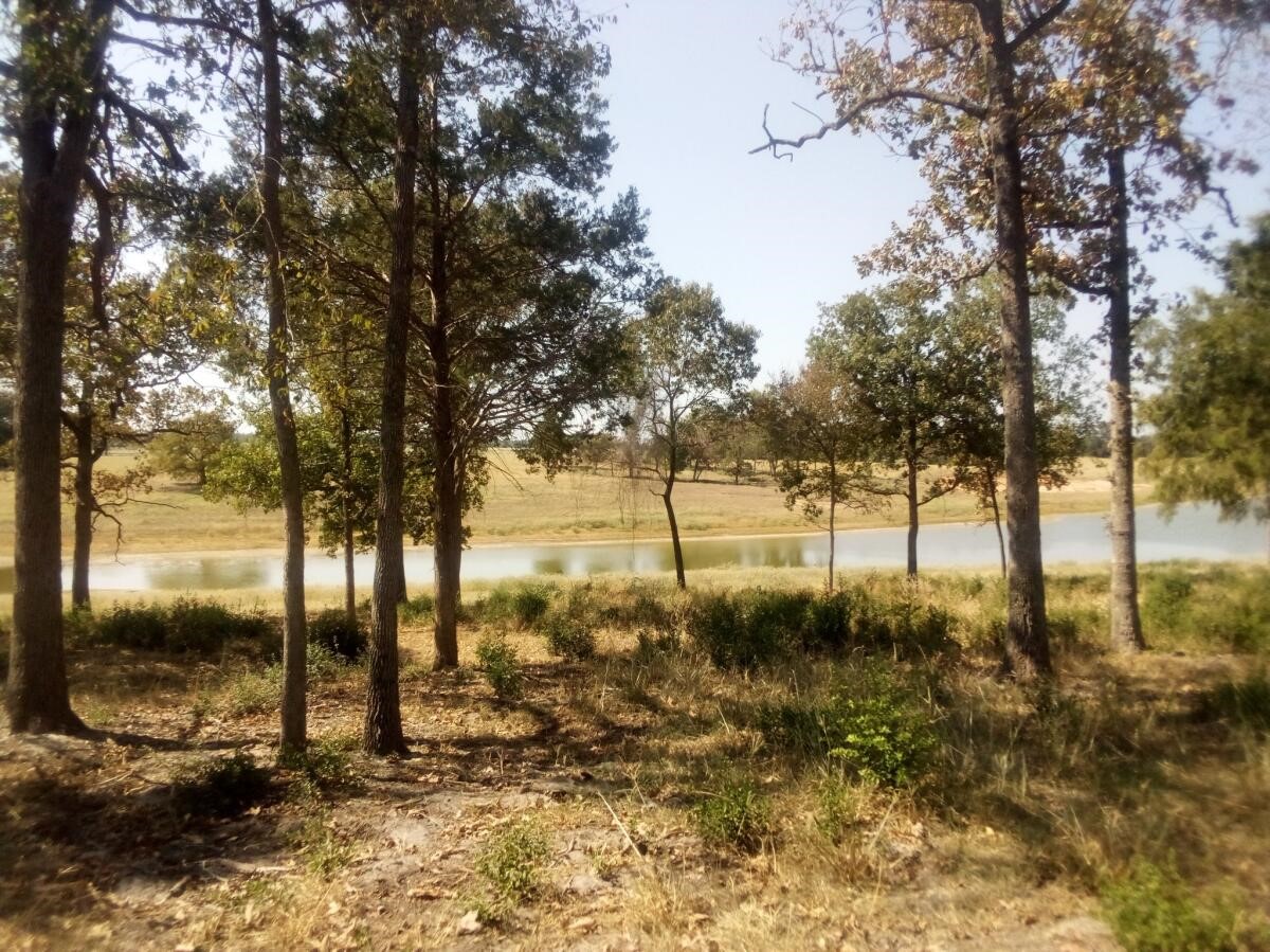 7 Tbd Prairie Centerville, TX 75833 - Photo 9 of 18 a view of a yard with trees