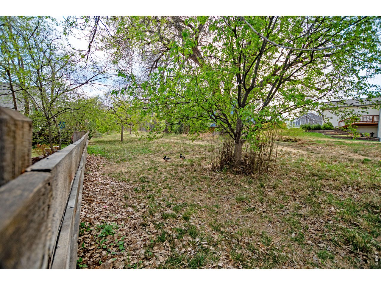 615 Americana Road Longmont, CO 80504 - Photo 46 of 47 Backs to green space