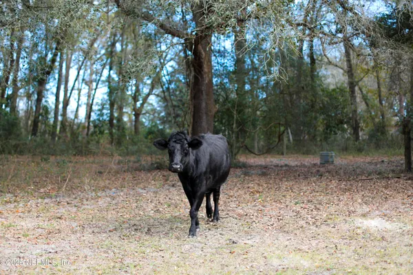 a view of a back yard