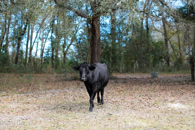 a view of a back yard
