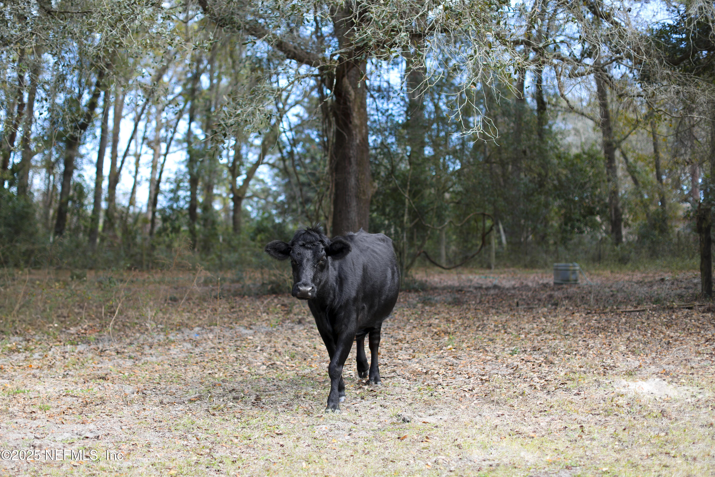 6769 Sandsdale Road Glen St. Mary, FL 32040 - Photo 11 of 31 a view of a back yard