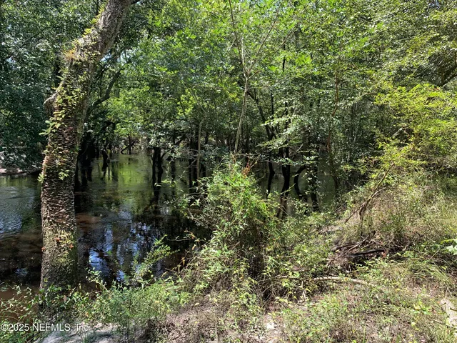 a view of a garden with plants