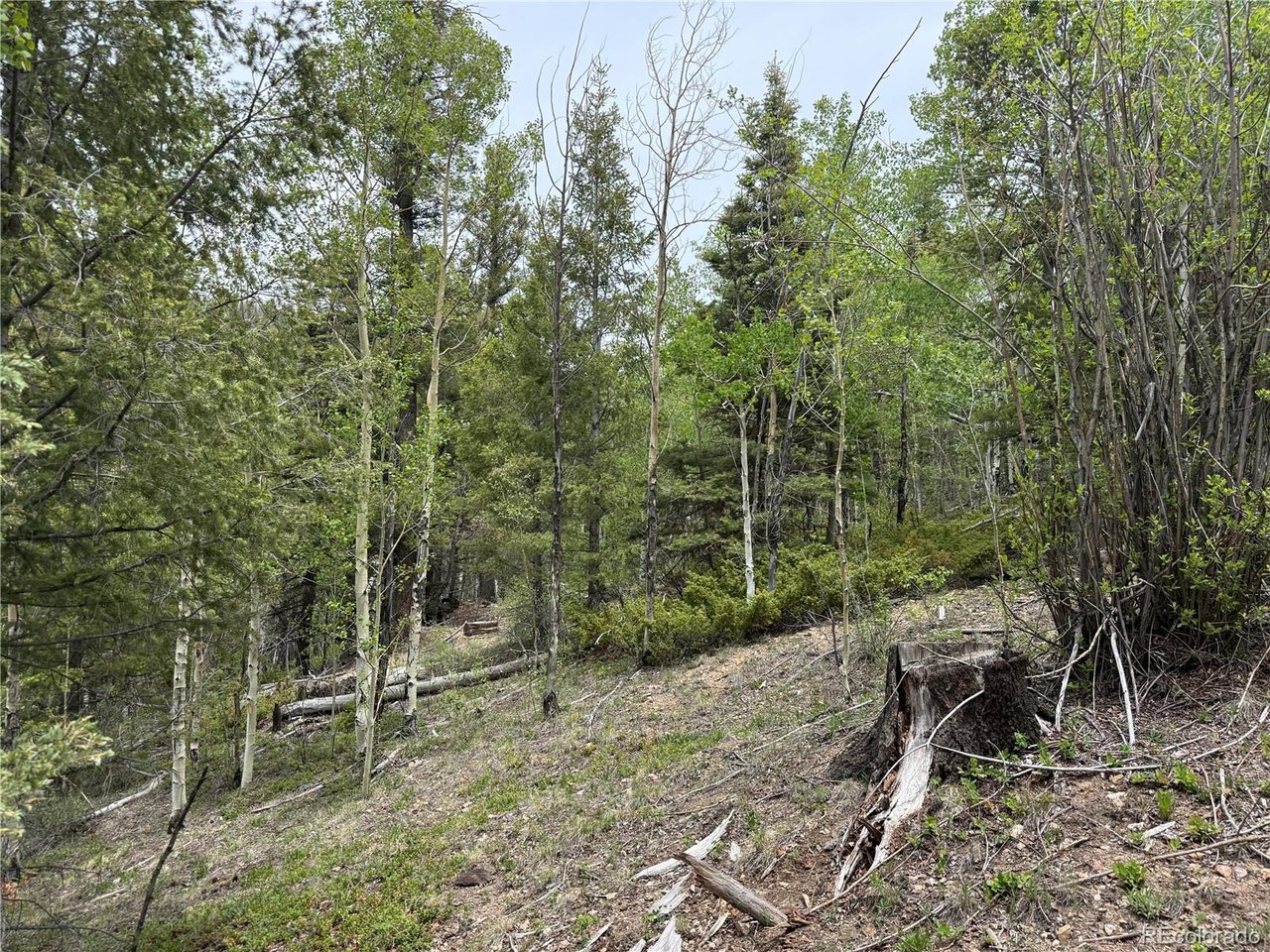 6795 Starkweather Road San Luis, CO 81152 - Photo 8 of 23 a view of a forest filled with trees