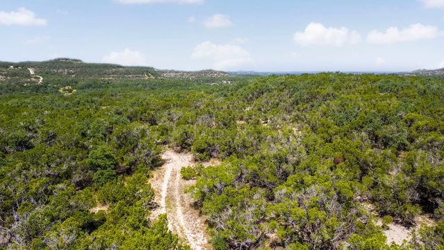 a view of a big yard with plants and large trees