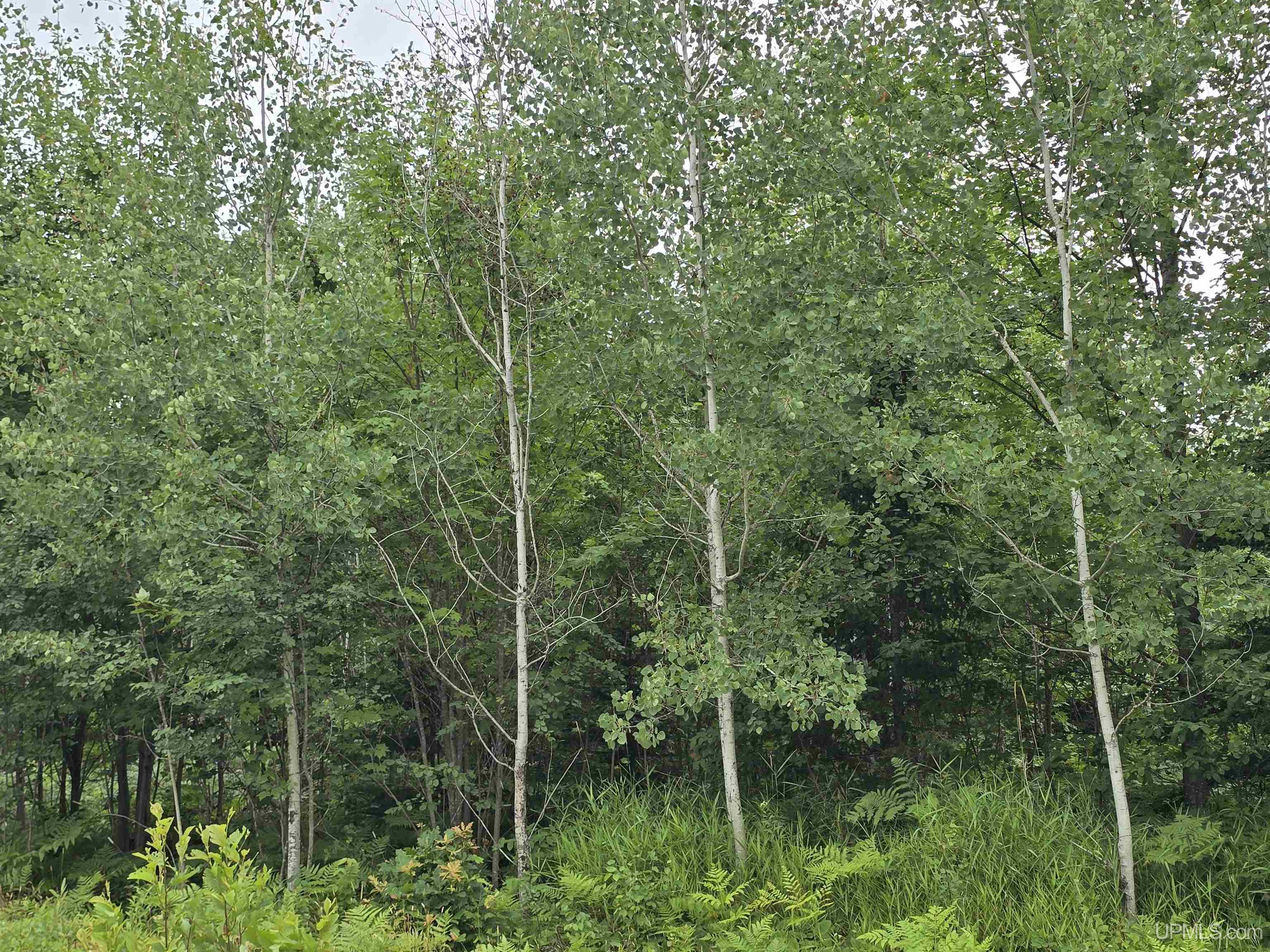Tbd Parcel 1 Townline Road Lanse, MI 49946 - Photo 13 of 40 Gallery Image 13