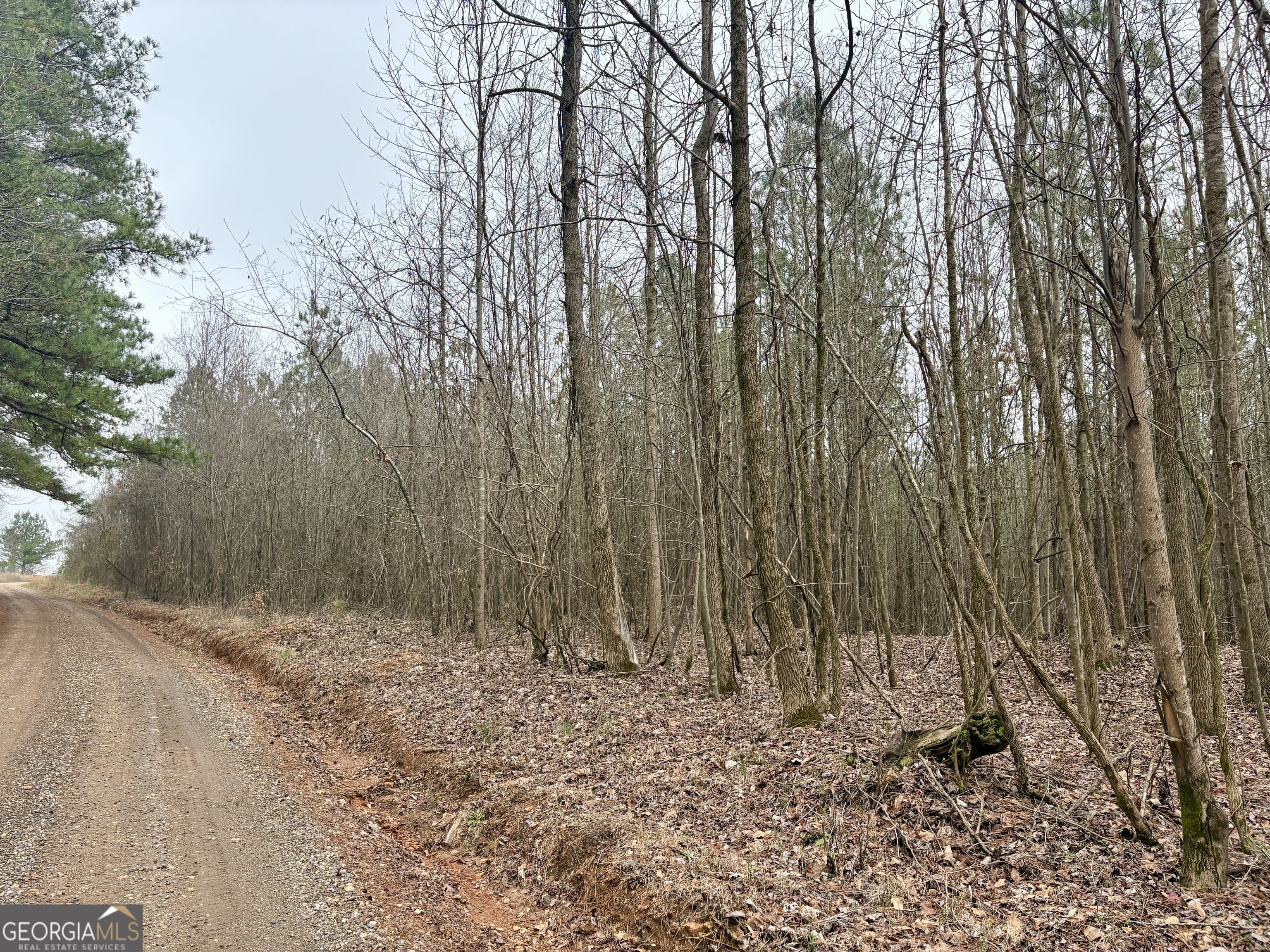 0 County Road 670 Ranburne, AL 36273 - Photo 2 of 12 a view of outdoor space with lots of trees