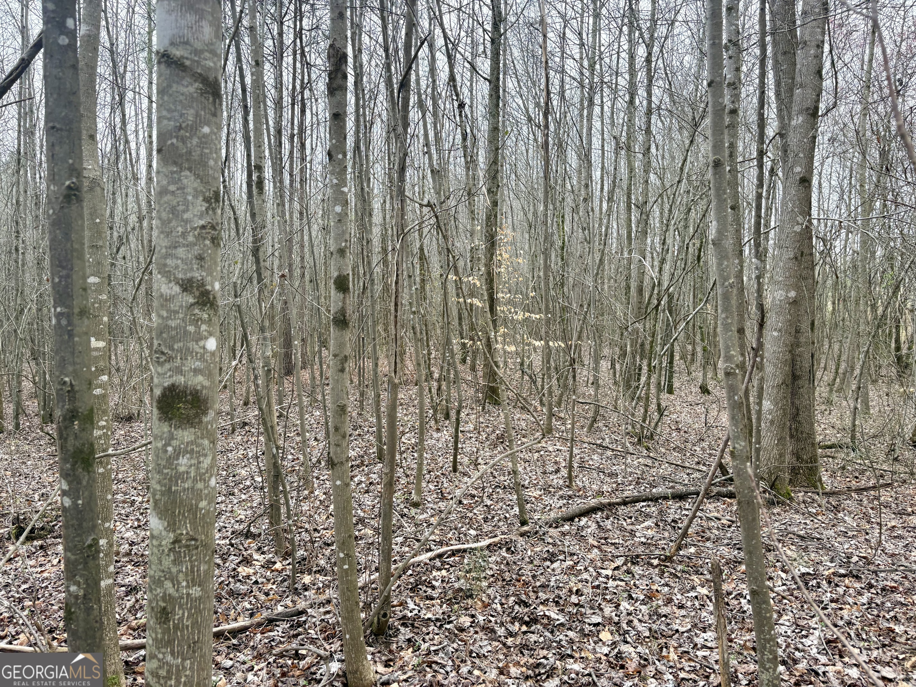 0 County Road 670 Ranburne, AL 36273 - Photo 3 of 12 a view of a pathway with a yard