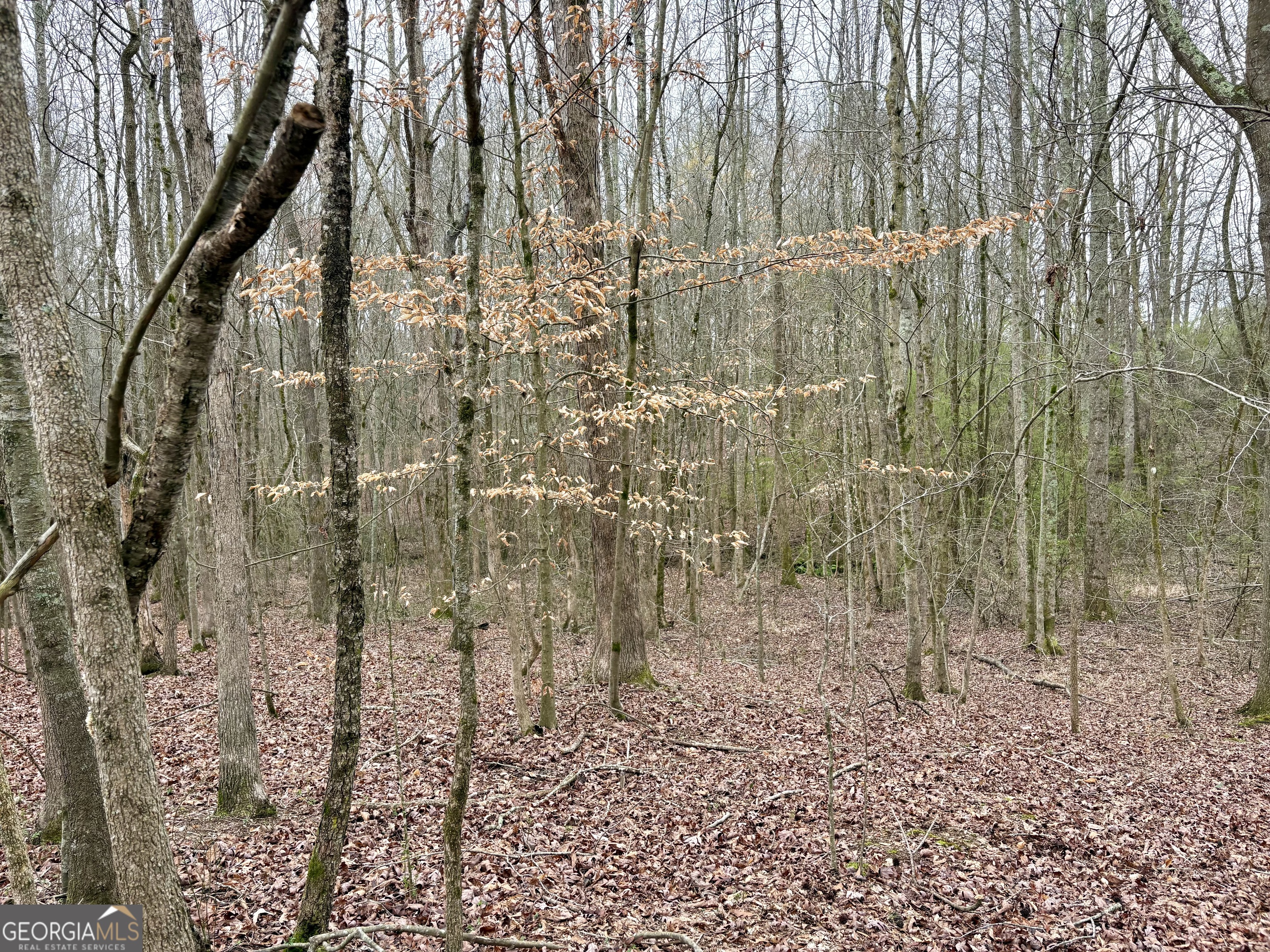 0 County Road 670 Ranburne, AL 36273 - Photo 4 of 12 a bathroom with a shower