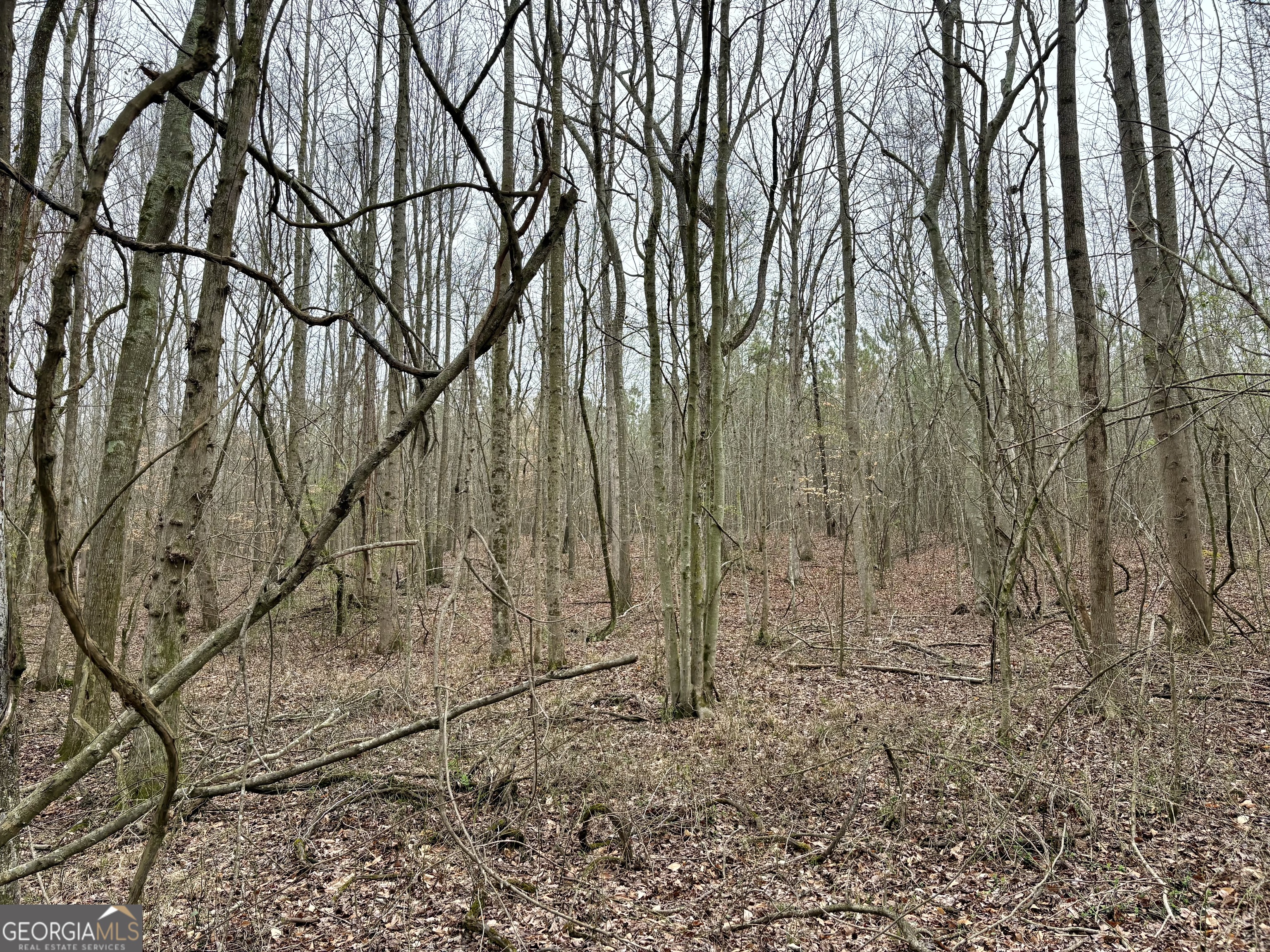 0 County Road 670 Ranburne, AL 36273 - Photo 5 of 12 a backyard of a house with lots of green space