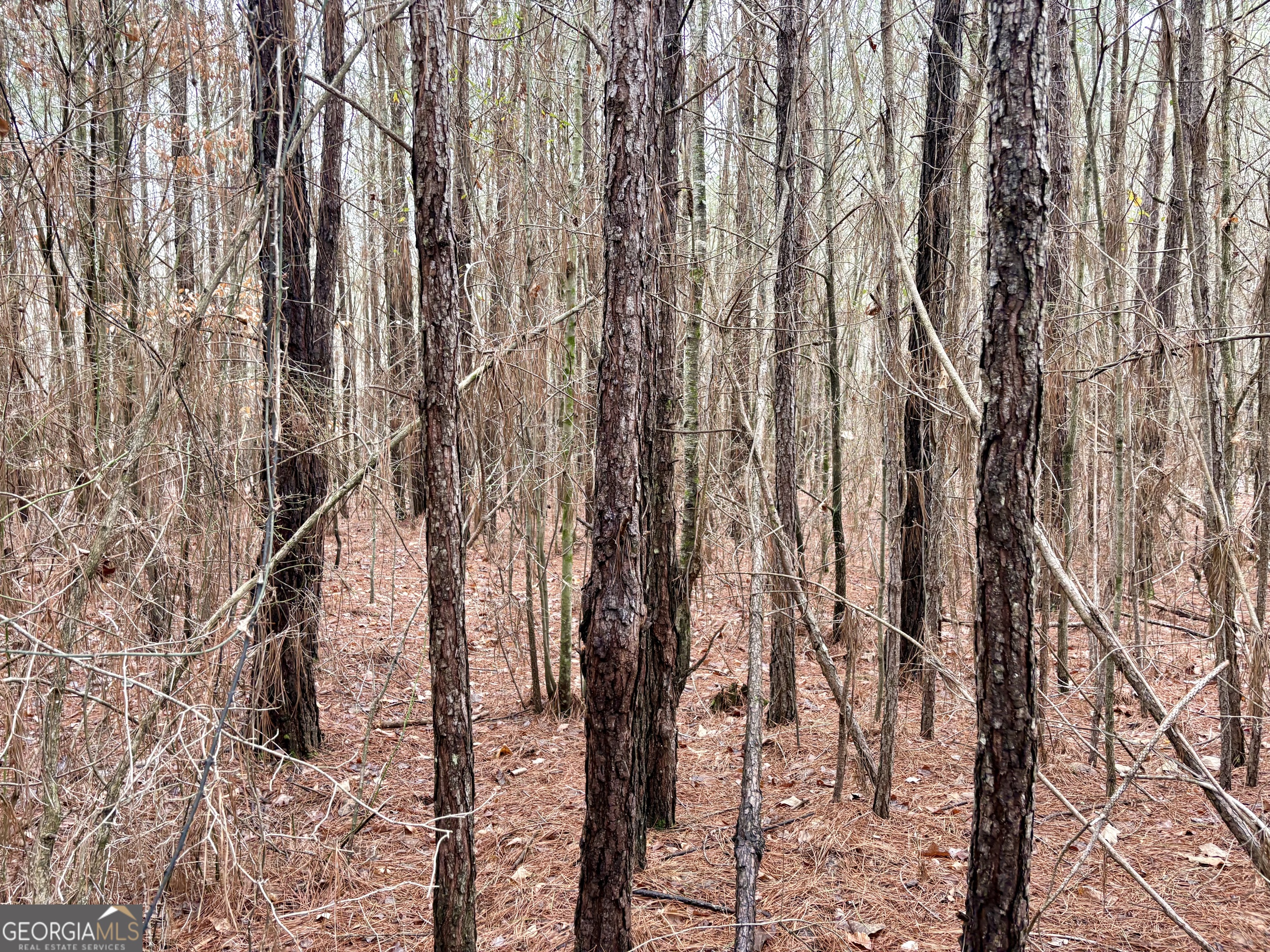 0 County Road 670 Ranburne, AL 36273 - Photo 9 of 12 a view of forest