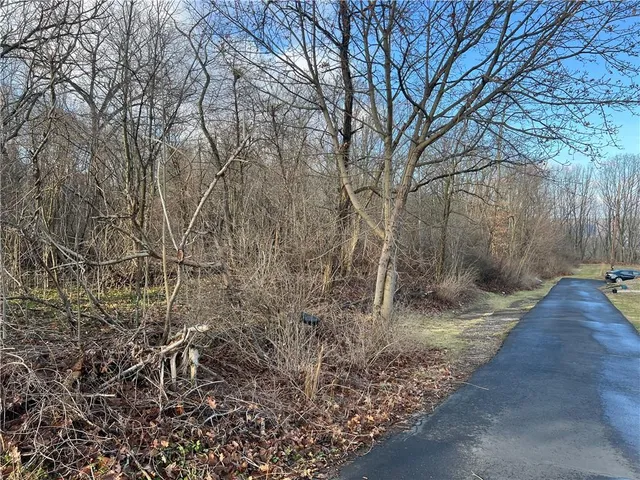 a view of a backyard with large trees