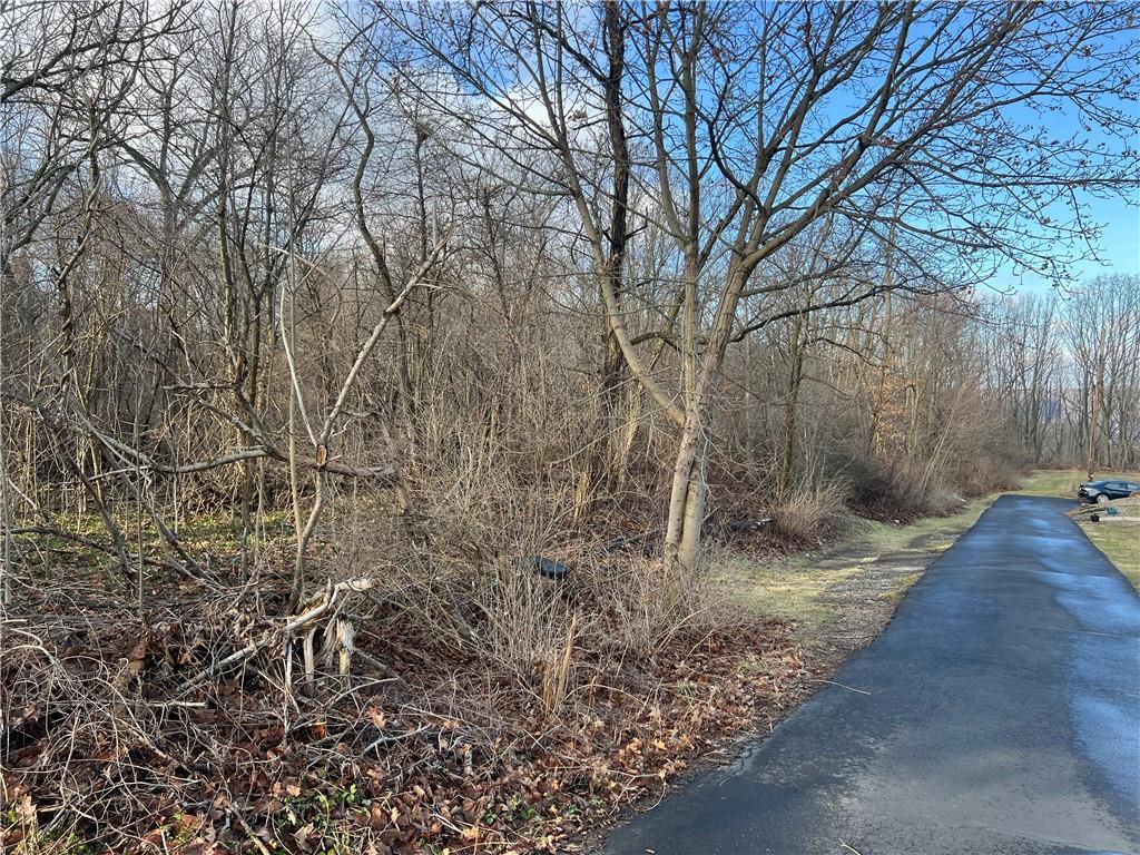 a view of a backyard with large trees
