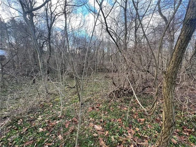 a view of a yard with a tree
