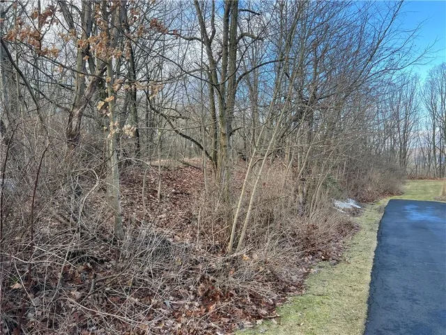 a view of a yard with large trees