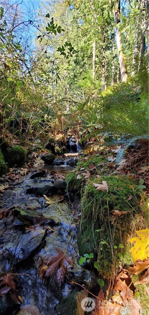 0 Valley Highway Acme, WA 98220 - Photo 6 of 12 a view of a forest with a tree