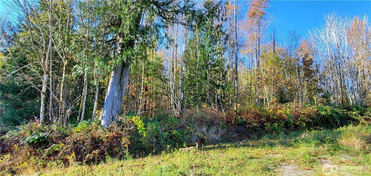 0 Valley Highway Acme, WA 98220 - Photo 7 of 12 a view of a garden