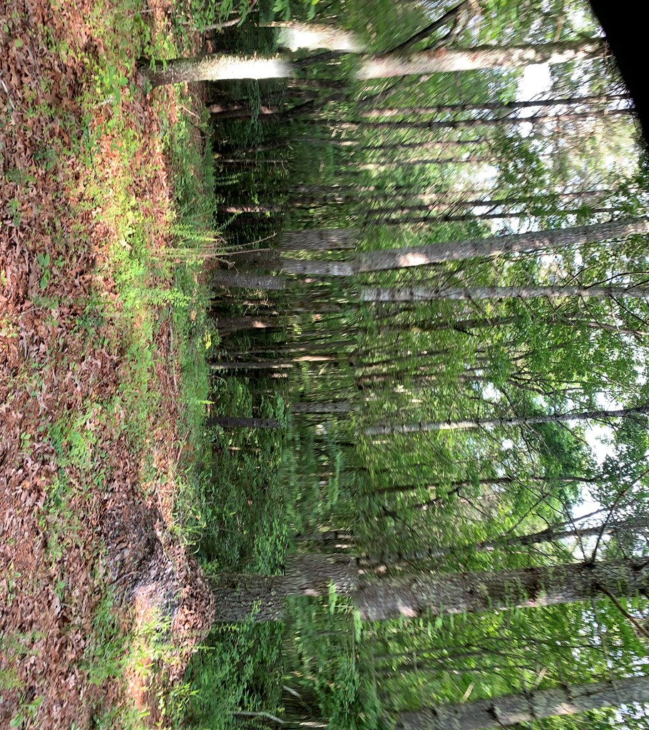 Lot 57 Rainy Farm Road Murphy, NC 28906 - Photo 4 of 4