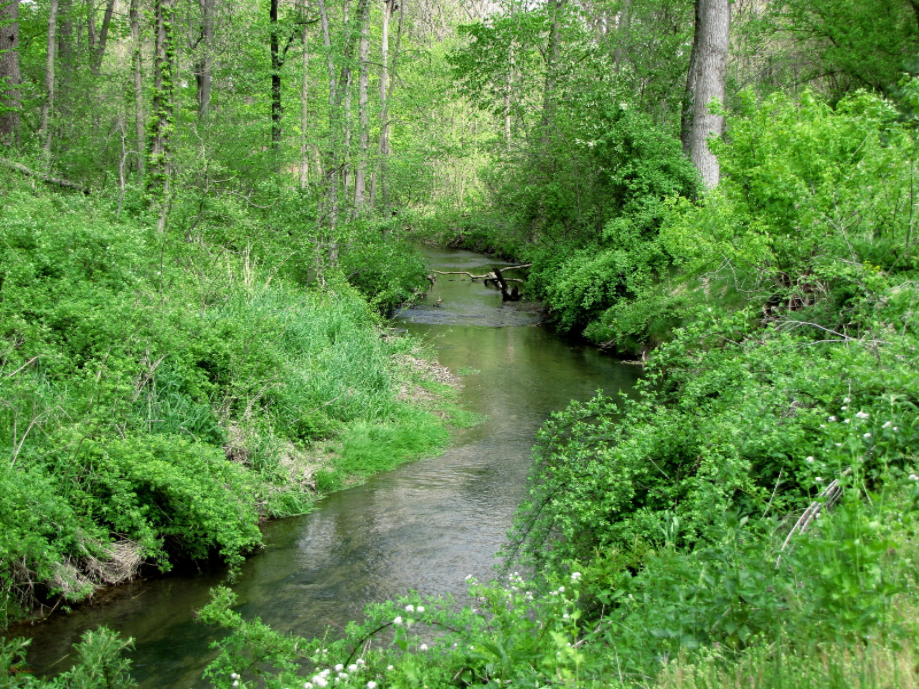 4672 Scottdale Road St. Joseph, MI 49085 - Photo 38 of 45 Creek with cleared access down to the wa