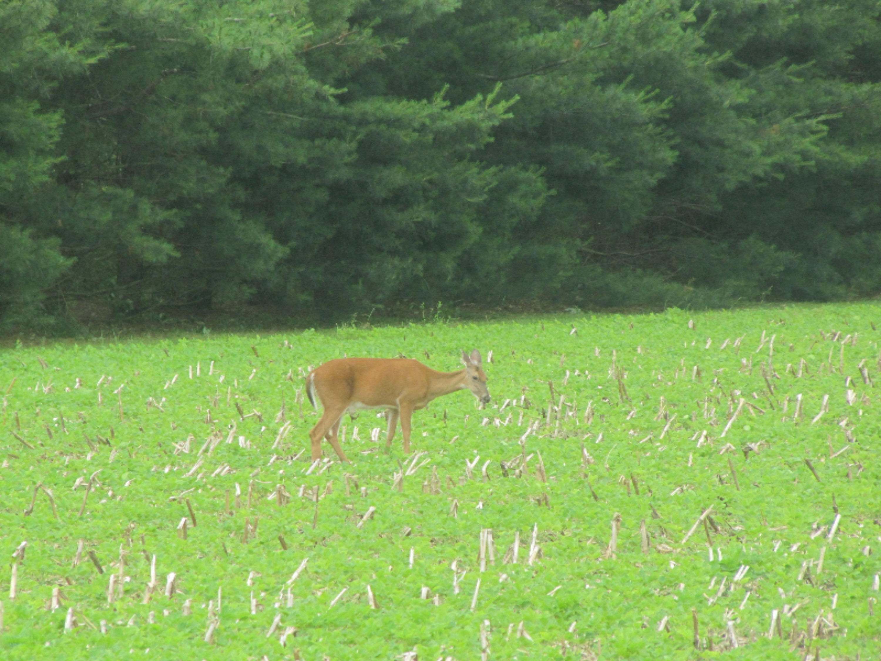 4672 Scottdale Road St. Joseph, MI 49085 - Photo 39 of 45 Doe behind the house