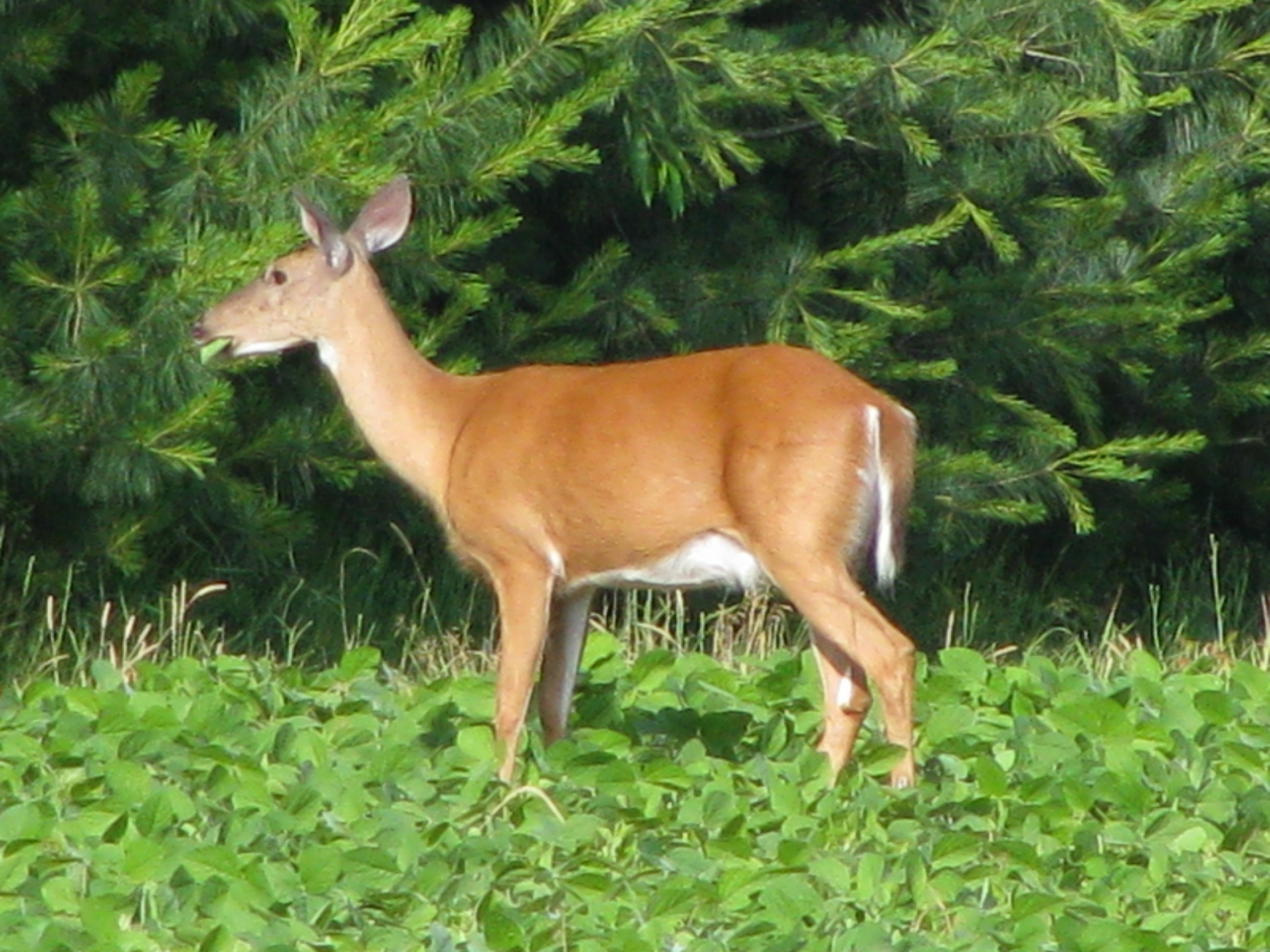 4672 Scottdale Road St. Joseph, MI 49085 - Photo 40 of 45 Doe in the beans