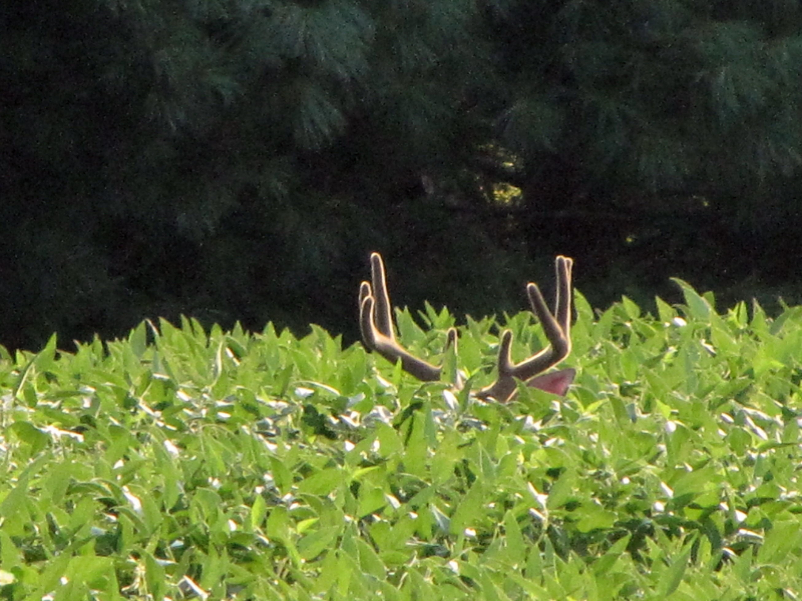 4672 Scottdale Road St. Joseph, MI 49085 - Photo 7 of 45 Buck in the soy beans behind the house