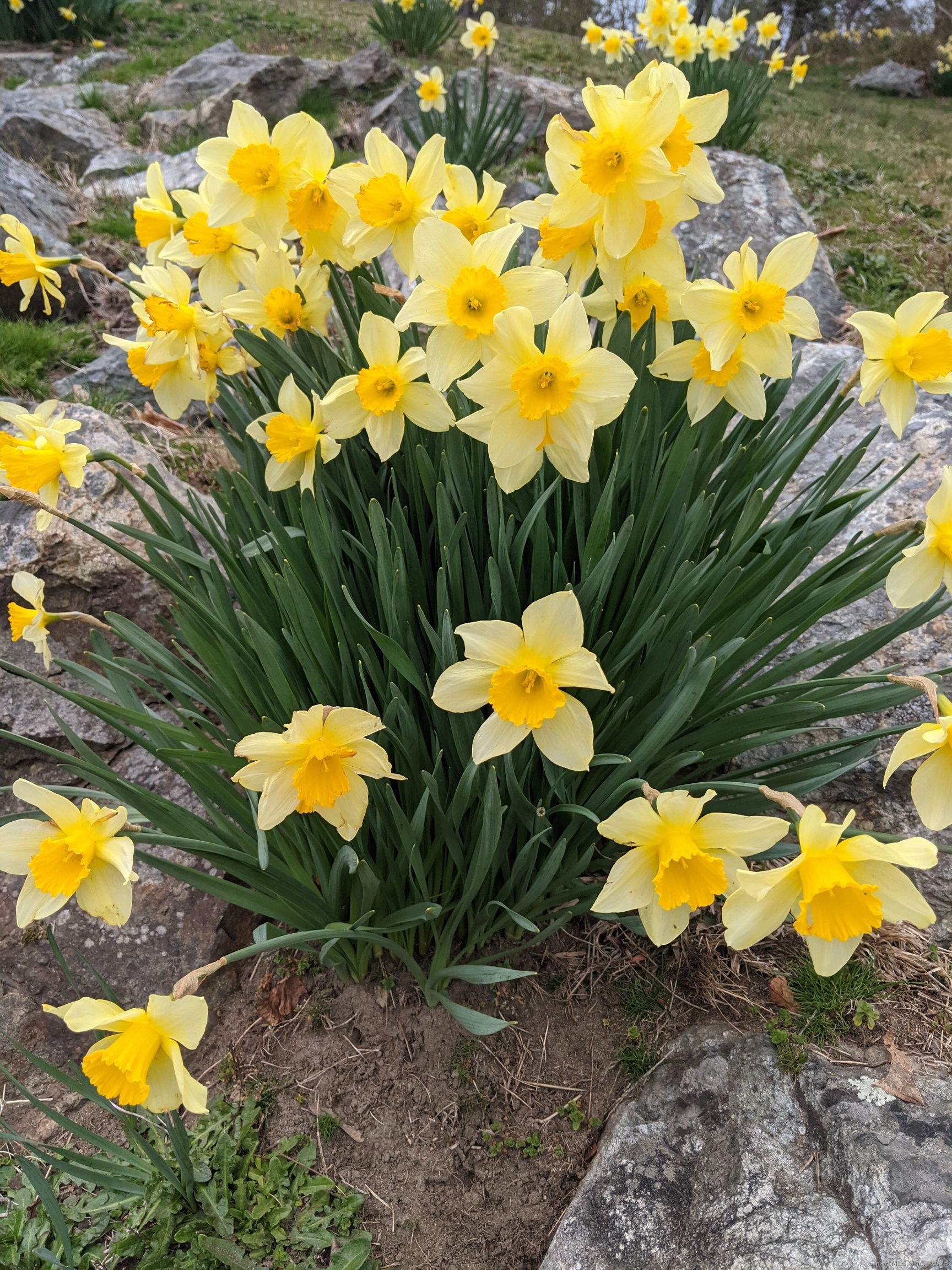 24 Warren Avenue Mystic, CT 06355 - Photo 28 of 37 a view of a backyard
