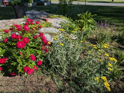 a view of a flower in a garden