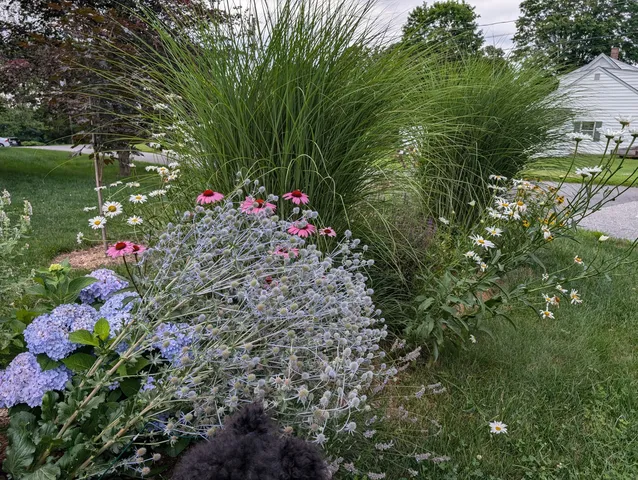 a view of a flower in a garden