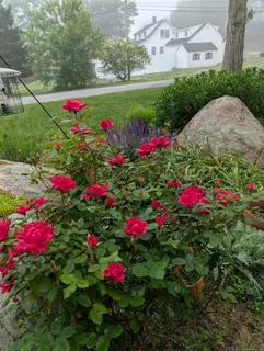 a view of a potted flower in a yard