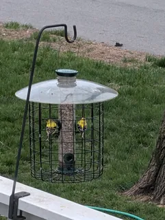 a view of a yard with plants
