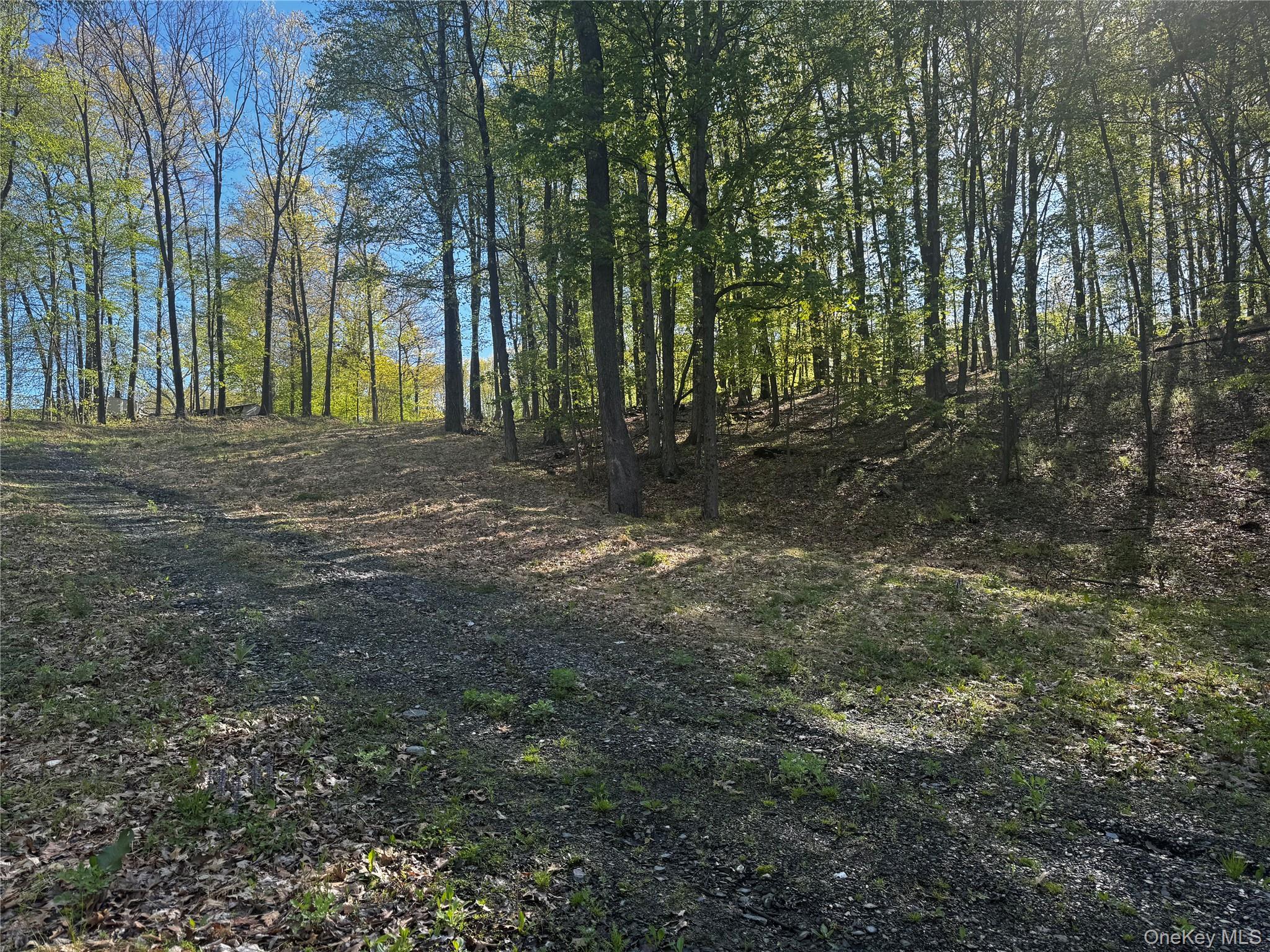 Hall Hill Road Ancram, NY 12502 - Photo 9 of 11 a view of a yard with large trees