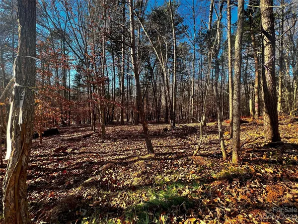 a view of a park with large trees